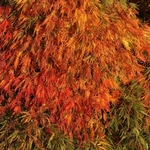 ACER PALMATUM GREEN GLOBE W-min