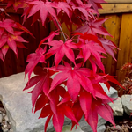 ACER PALMATUM OSAKAZUKI W.jpg-min