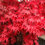 ACER PALMATUM OSAKAZUKI W2.jpg-min