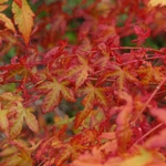 ACER PALMATUM SHIN NYO W3-min