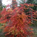 ACER PALMATUM SHIN NYO W4-min
