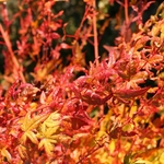 ACER PALMATUM SHIN NYO W2-min