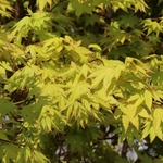 ACER PALMATUM SUMMER GOLD W2-min
