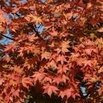 ACER PALMATUM SUMMER GOLD W3-min