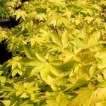 ACER PALMATUM SUMMER GOLD W-min