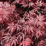 ACER PALMATUM GARNET W3-min