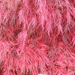 ACER PALMATUM GARNET W-min