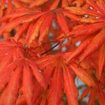 ACER PALMATUM TROMPENBURG W2-min