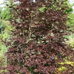 ACER PALMATUM TROMPENBURG W4-min