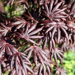 ACER PALMATUM TROMPENBURG W3-min