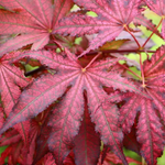 ACER PALMATUM  AMAGI SHIGURE W.jpg-min