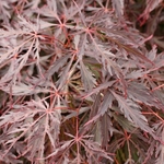 ACER PALMATUM  INABA SHIDARE W4-min