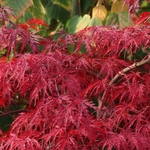 ACER PALMATUM  INABA SHIDARE W5-min