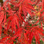 ACER PALMATUM  INABA SHIDARE W.jpg-min
