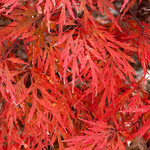 ACER PALMATUM  ORANGEOLA W.jpg-min