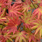 ACER SHIRASAWANUM AUTUMN MOON W.jpg-min