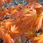 ACER SHIRASAWANUM AUTUMN MOON W3.jpg-min
