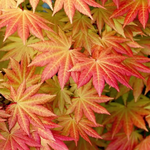 ACER SHIRASAWANUM AUTUMN MOON W2.jpg-min