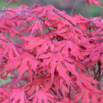 ACER PALMATUM  PURPLE GHOST W2-min