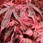 ACER PALMATUM  SHIRAZZ W4-min