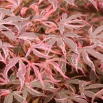 ACER PALMATUM  SHIRAZZ W5-min