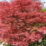 ACER PALMATUM  SHIRAZZ W3-min
