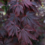 ACER PALMATUM  BLACK LACE W4-min