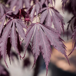 ACER PALMATUM  BLACK LACE W3-min