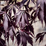 ACER PALMATUM  BLACK LACE W2.jpg-min