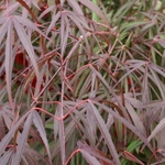 ACER PALMATUM  PUNG KILL W3-min