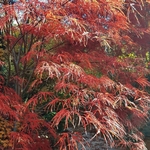 ACER PALMATUM  PUNG KILL W2-min
