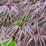 ACER PALMATUM  PUNG KILL W.jpg-min