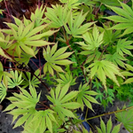 ACER SHIRASAWANUM SENSU W.jpg-min