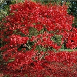 ACER PALMATUM AUTUMN RED W4-min