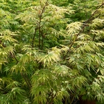 ACER PALMATUM AUTUMN RED W2-min