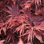 ACER PALMATUM PEVE DAVE W3-min