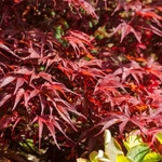 ACER PALMATUM PEVE DAVE W2-min