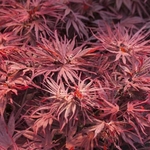 ACER PALMATUM PEVE DAVE W4-min