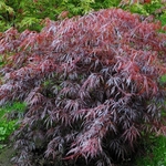ACER PALMATUM LION HEART W-min