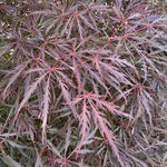 ACER PALMATUM LION HEART W2.jpg-min
