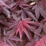 ACER PALMATUM RED EMPEROR W.jpg-min