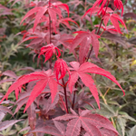 ACER PALMATUM RED EMPEROR W2.jpg-min