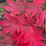 ACER PALMATUM RED EMPEROR W3.jpg-min