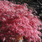 ACER PALMATUM FIRECRACKER W4-min
