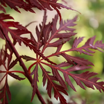 ACER PALMATUM FIRECRACKER W3.jpg-min