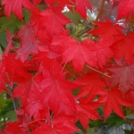 ACER PALMATUM RED NAILS W4-min