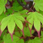 ACER PALMATUM RED NAILS W3-min