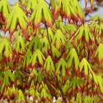 ACER PALMATUM RED NAILS W-min