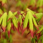 ACER PALMATUM RED NAILS W2-min