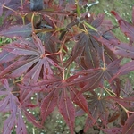 ACER PALMATUM MATSUKAZE W3-min